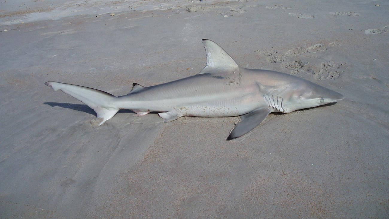 Small white and gray shark out of the water, on the beach.