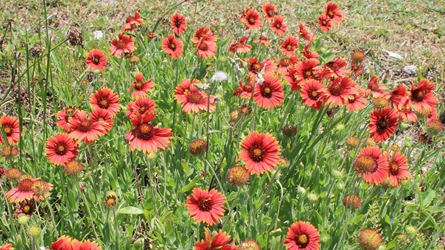 many Red flowers with yellow tips