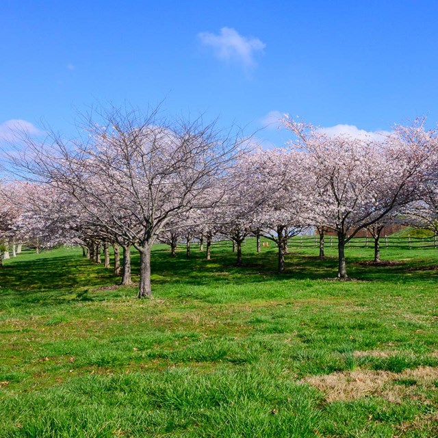 Cherry blossoms on Fort McHenry's west lawn leading to Orpheus trail.