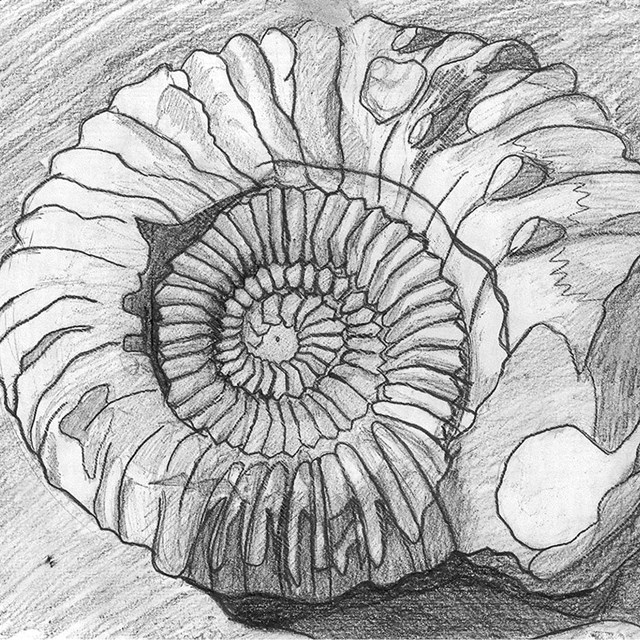 pencil drawing of coiled fossil shell