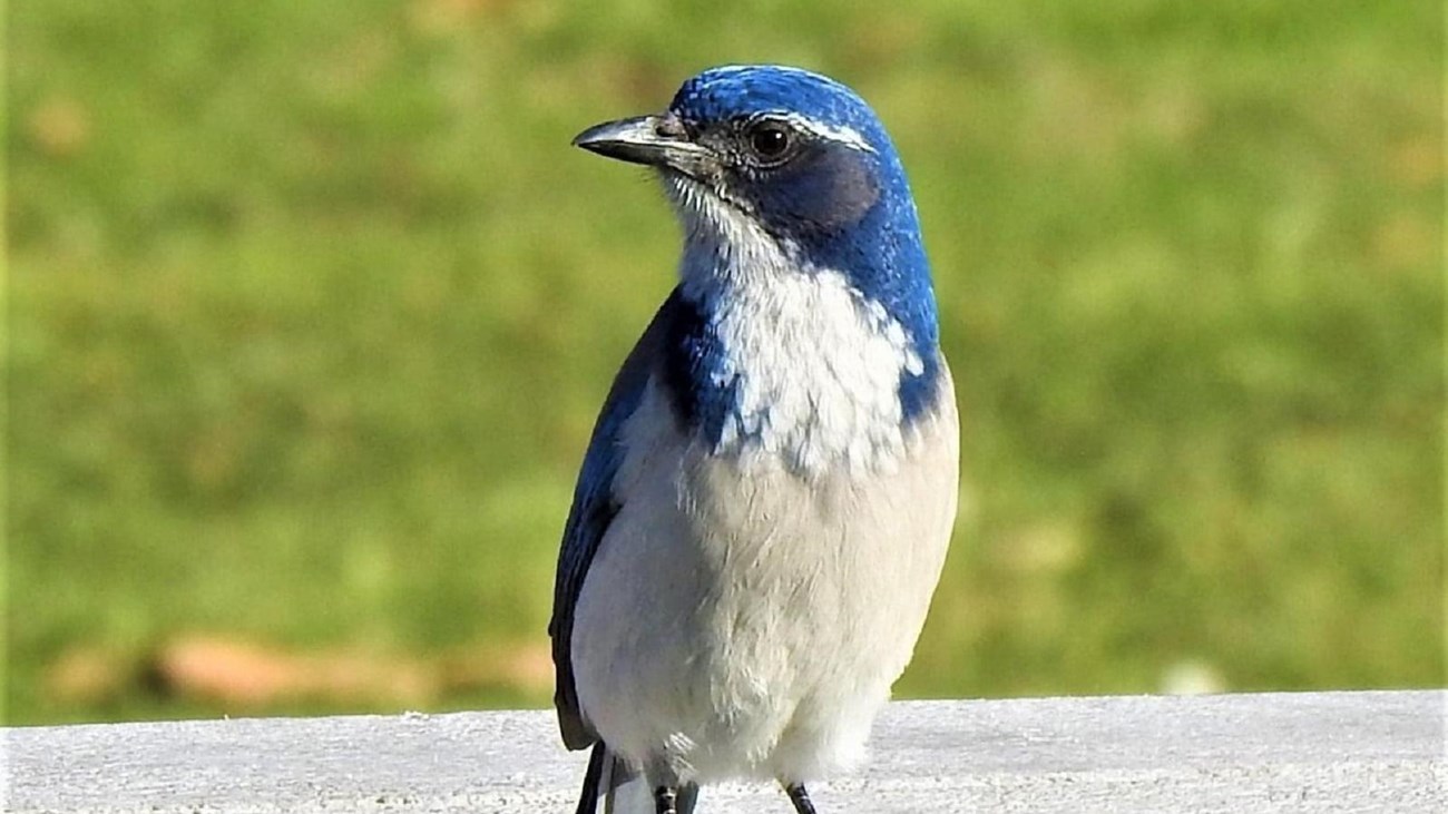 Scrub jay at the Vancouver Barracks bandstand.