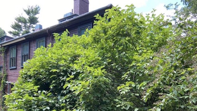 Dense green bush in front of large house