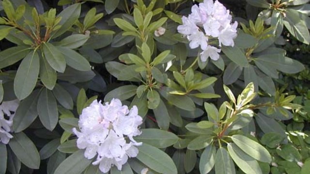 Purple white flowers on top of green leaves