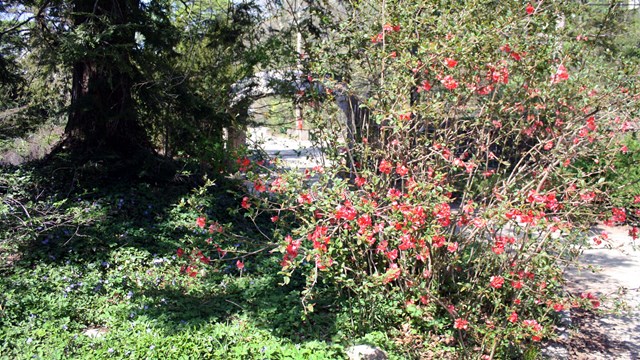 Red flowers on light plant of green in front of large tree and driveway