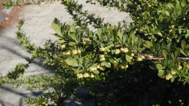 Oval leaves packed on branch with yellow circular buds