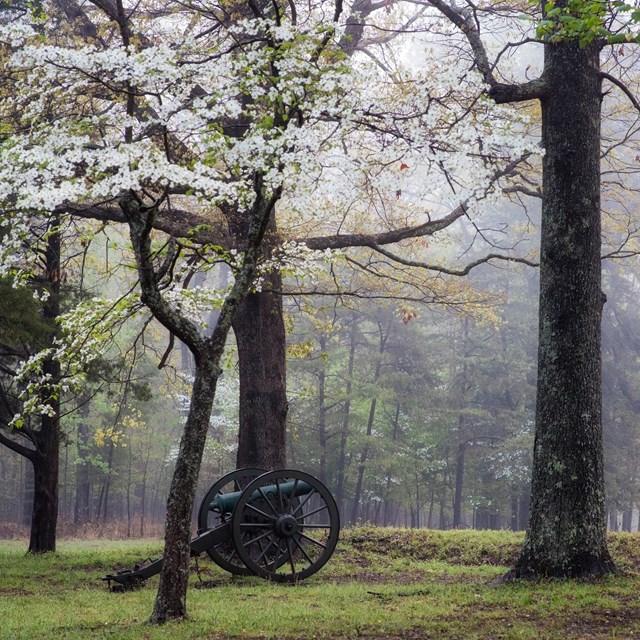 A canon in a field surrounded by blooming dogwood trees.