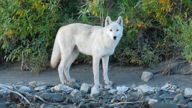White wolf stands on the edge of a river