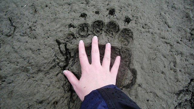A person holds their hand over a bear print in mud