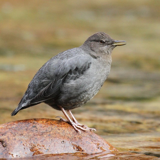 A small brown songbird perched on a rock in a river.