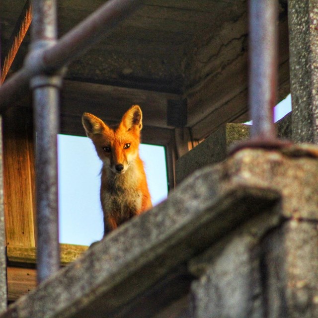 Fox at Sandy Hook