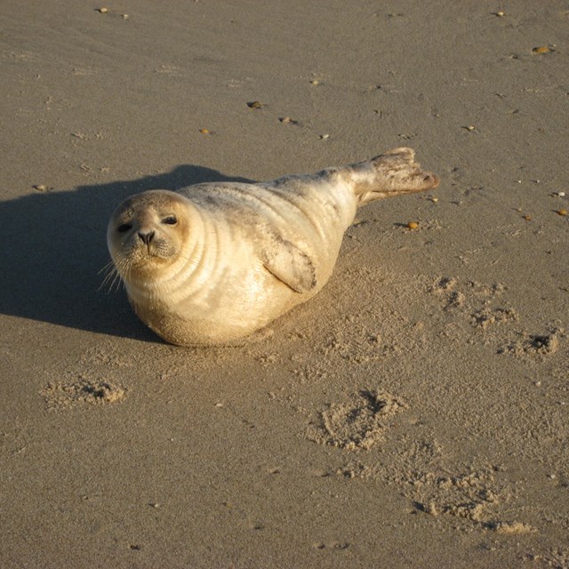 Seal on beach