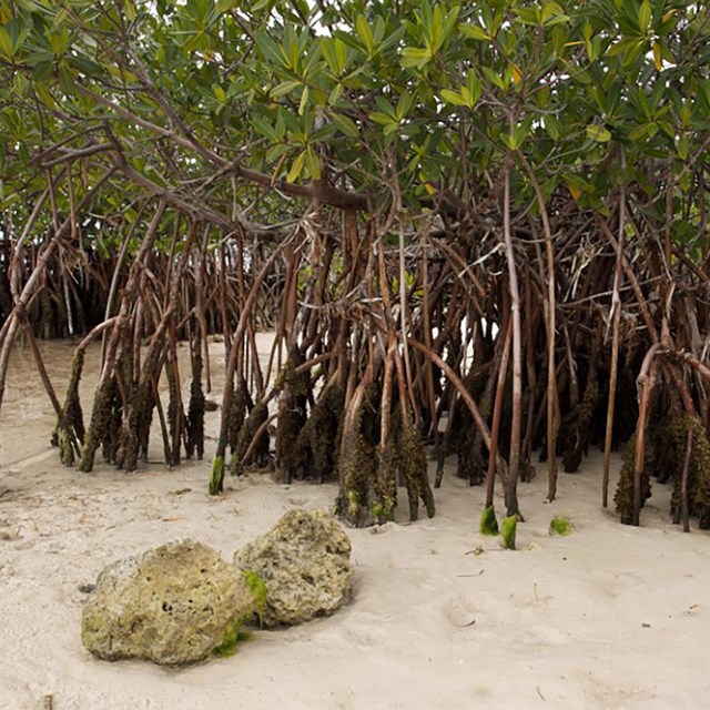 mangroves on the shoreline