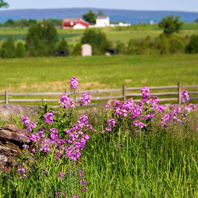 Purple flowers in front of a split rail fence with a farm in the far background.