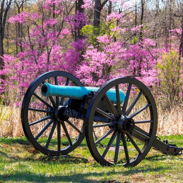 A red bud tree is in full bloom behind a cannon on the battlefield.