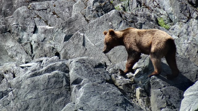 brown bear walks along cliff