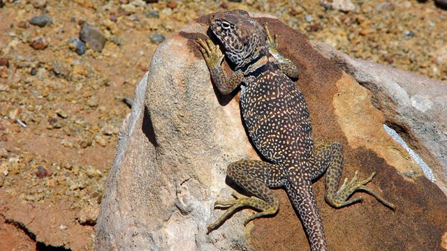 Collared lizard clings to rock