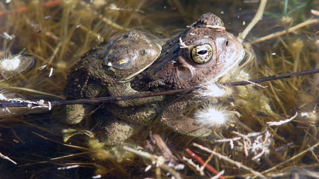 Pair of toads in water