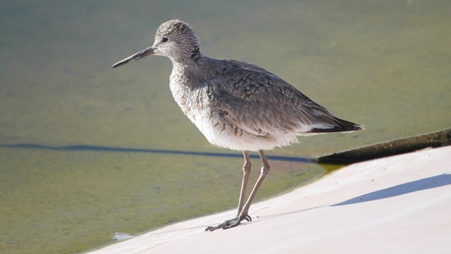 A skinny-legged willet stands at pond's edge
