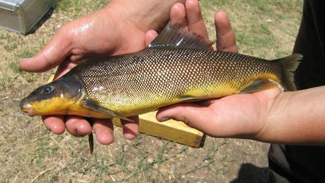 Hands hold a razorback fish with yellow belly and slight hump on back