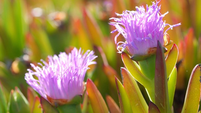 Close up of ice plant flowers.