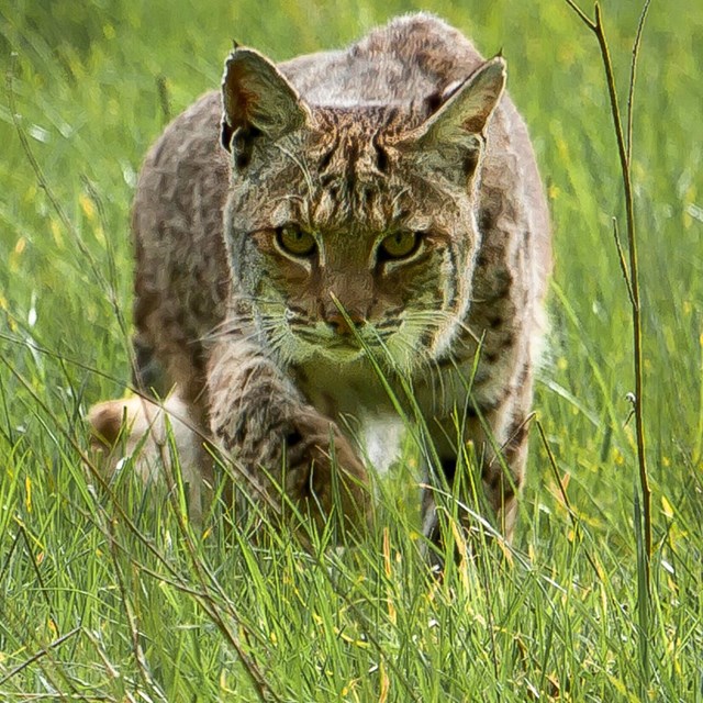 Close-up image of a bobcat in tall grass.