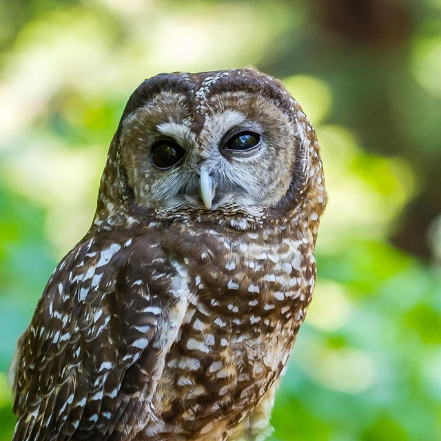 Photo of a northern spotted owl.