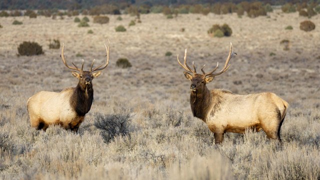 Two tan elk standing in a sage meadow.