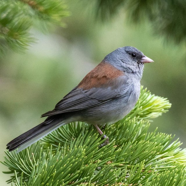 A color image of a small grey bird with a short beak standing on pine needles.