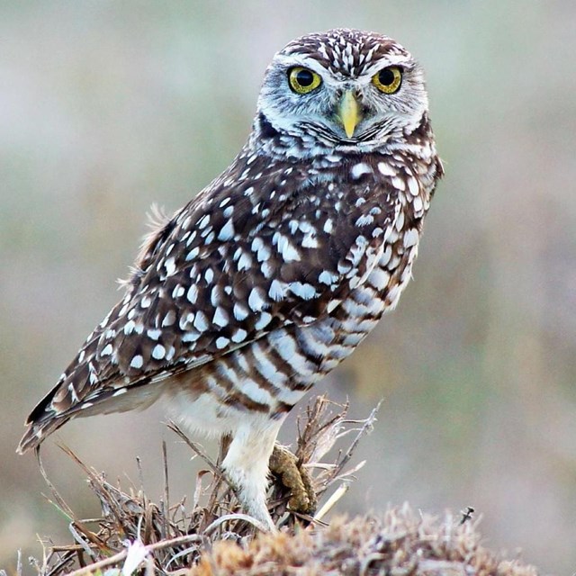 A color image of a small brown burrowing owl staring at the viewer from the ground