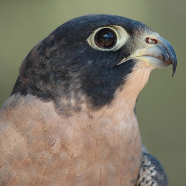 A close-up shot of the dark hooded head of a peregrine falcon.