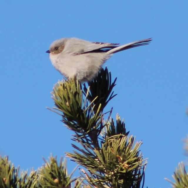 A very small grey bird, a bush tit, at the tip of an evergreen tree.