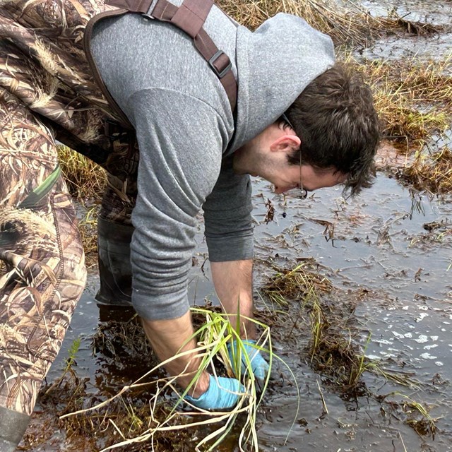 Volunteer in hip waders planting a native plant plug in a wetlands