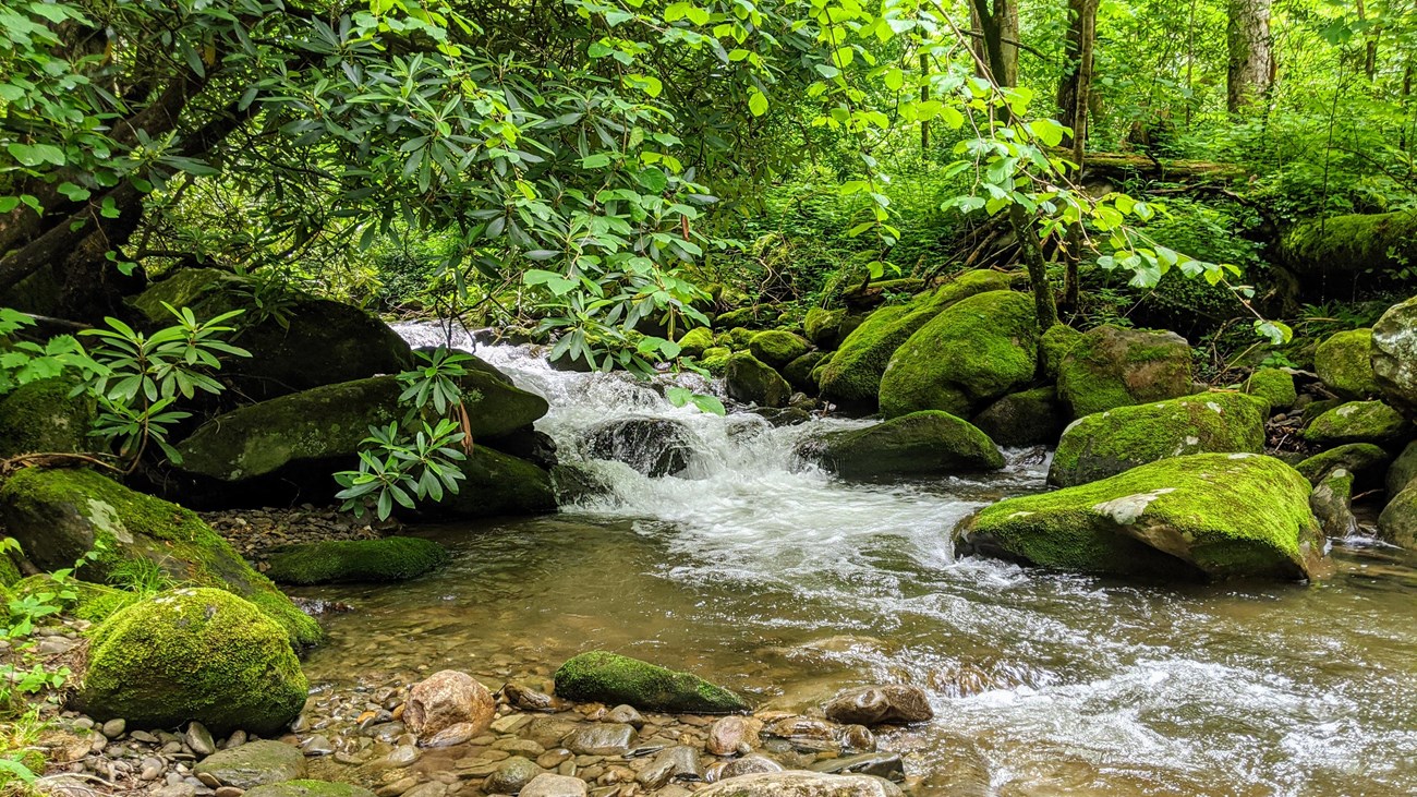 A creek cascading into a shallow pool of water surrounded by mossy rocks and lush greenery.