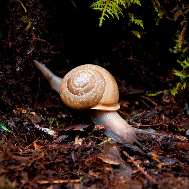 Snail moving over soil