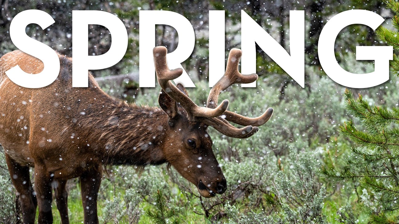 Bull elk grazes in the sage during a spring snowstorm with text that reads "SPRING" behind.