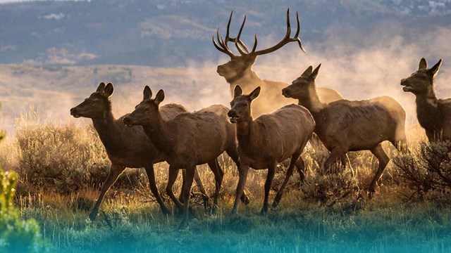 Elk running in a herd