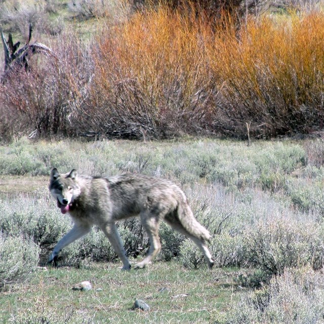 A gray colored wolf walks through the sagebrush.