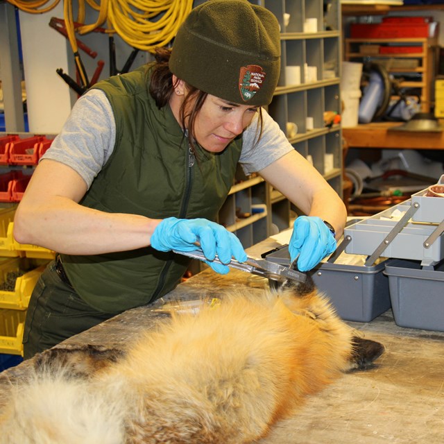 A biologist places a tag in the ear of a sedated red fox.