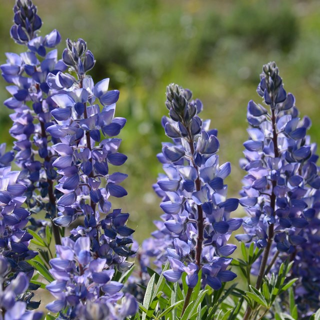 Purple lupine flowers.