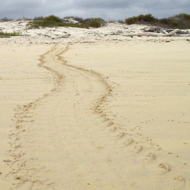 Sea Turtle tracks lead up a sandy beach away from the camera.