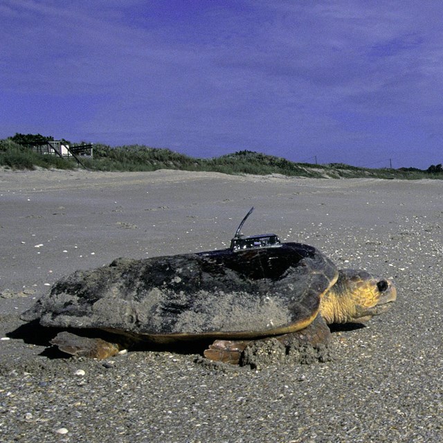A loggerhead sea turtle with a tracker device attached moves along a sand beach toward water.