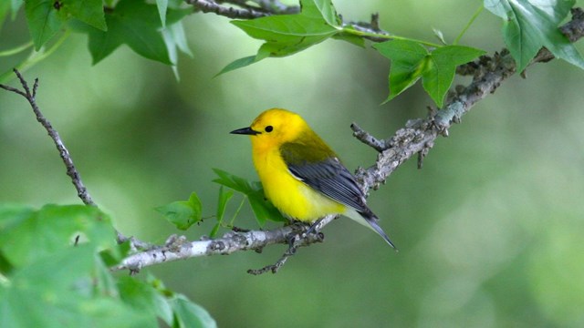 Prothonotary warbler in a sweetgum tree