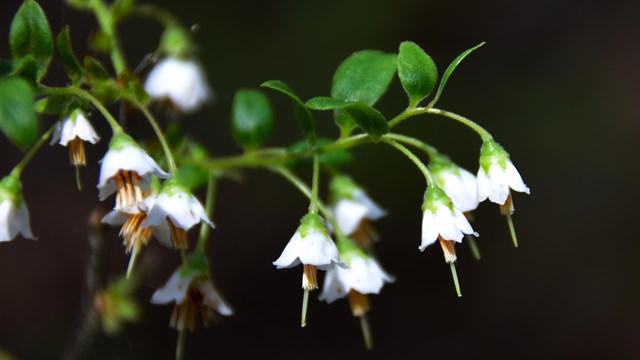 Vaccinium staminaeum deerberry at Big Thicket NP