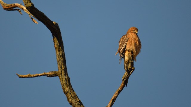 Photo of a Red-Shouldered Hawk in its nest in a tree