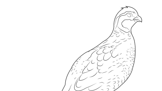 A black and white illustration of a Northern Bobwhite.