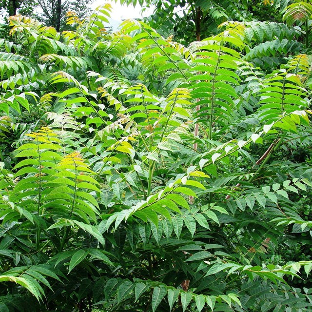 Tree-of-heaven, a green plant with long branches of compound leaves