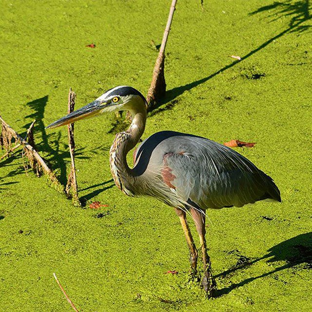 Great blue heron standing in a wetland