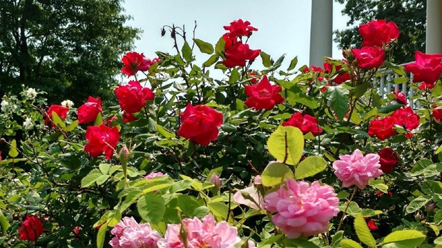 A cluster of red and pink roses against a backdrop of blue sky.