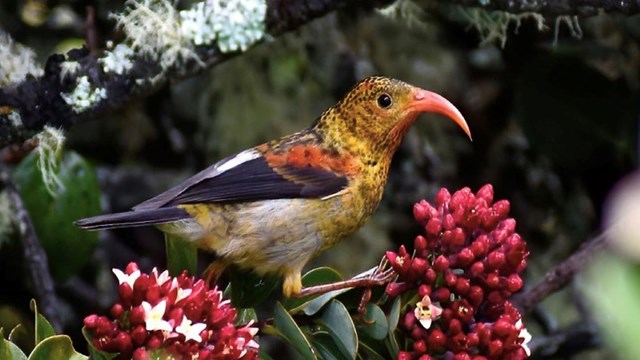 a yellow and brown mottled bird with a orange curved beak sits in a tree with red blooms