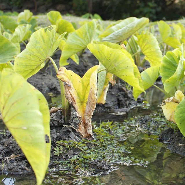 Kalo plants with large green leaves in a low, wet area